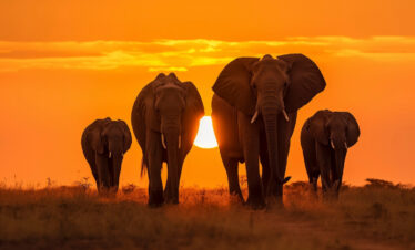 African Wildlife Safari