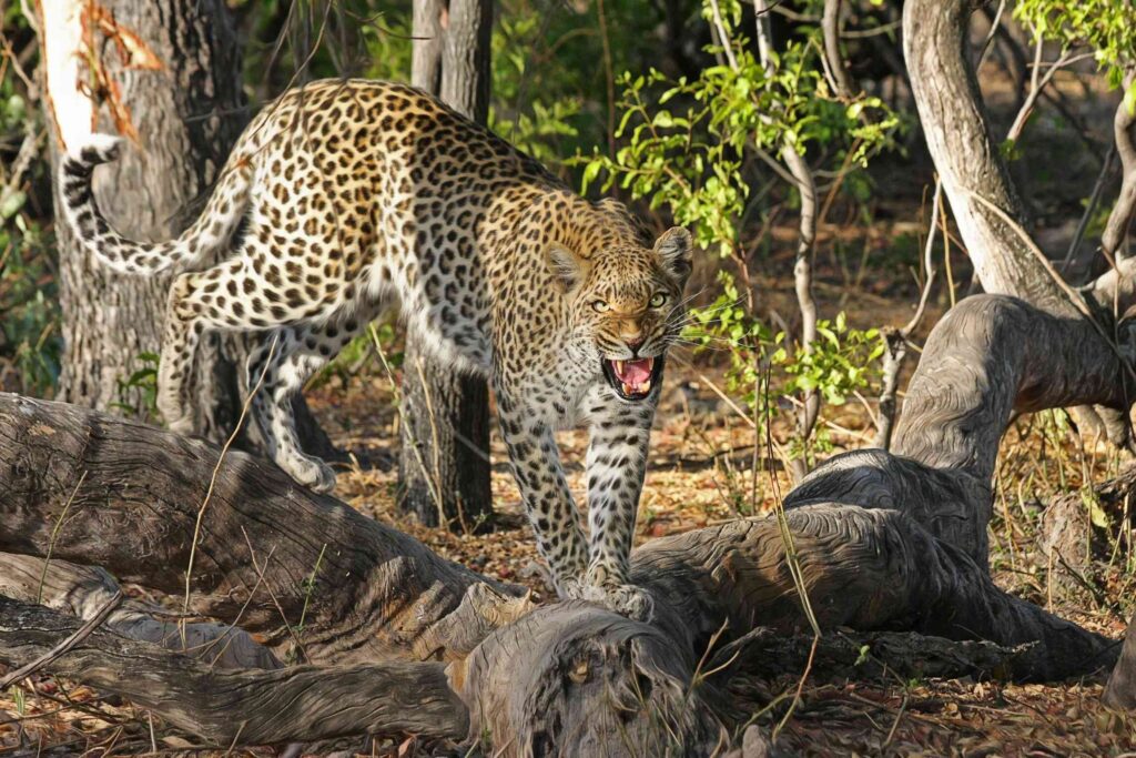 African Wildlife Safari