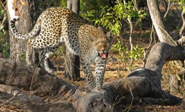 African Wildlife Safari