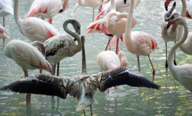 Lake Naivasha & Crescent Island: A Walking Safari with Wildlife