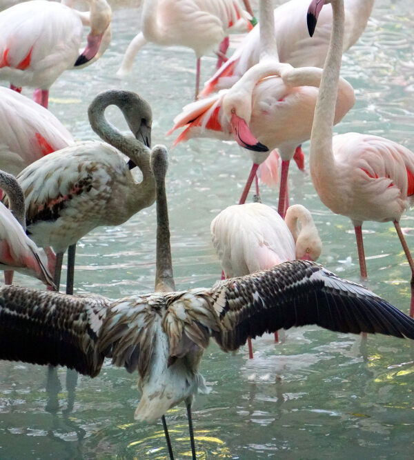 flamingos-water.jpg 6-19-10-201 PM