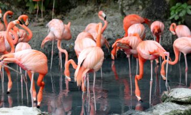 Flamingos