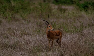 Antelope
